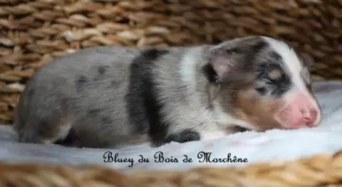 Shetland Sheepdog  Bluey Du Bois De Morchène photo 3