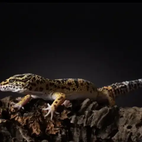 Mâle Gecko Léopard