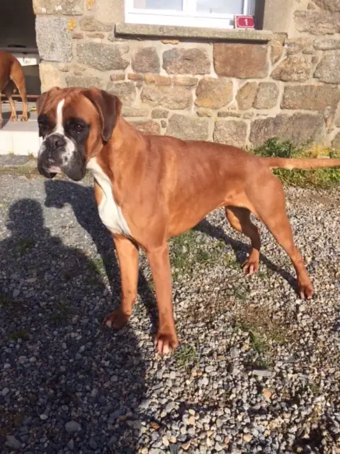 Boxer  Chiot Des Gardiens De Chami