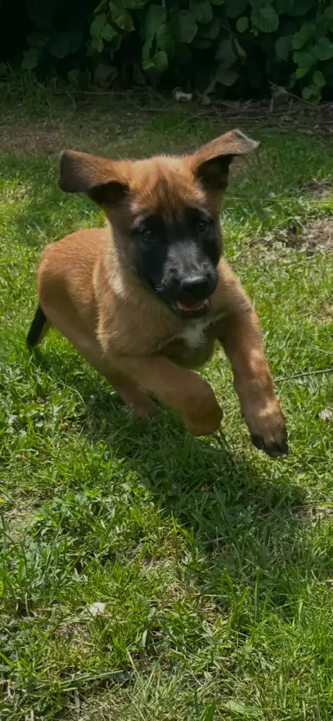 Berger Belge  Chiot N°1 Du Domaine Des Salysa