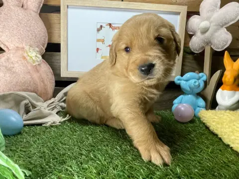 Golden Retriever  Chiot N°3 Des Étoiles De Woodcock da789