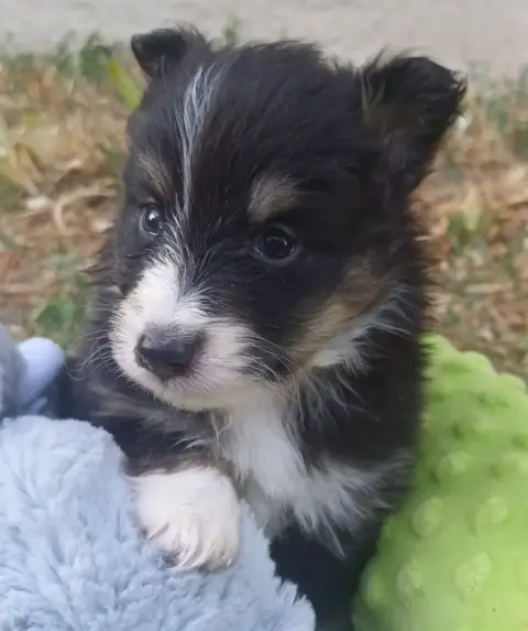 Shetland Sheepdog  Chiot N°2 Des Touches Noires
