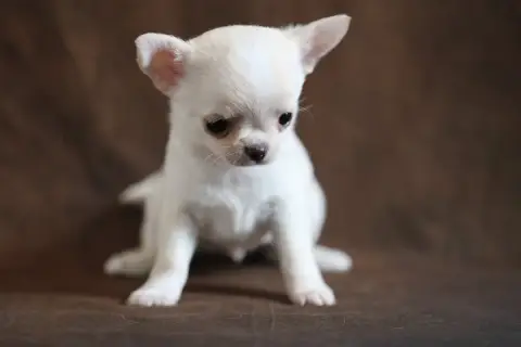 Chihuahua  Chiot N°2 Du Royaume De Matiliane photo 2