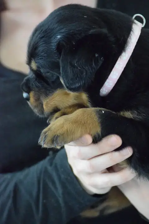 Rottweiler  Femelle Rose Of Passion Amstaff