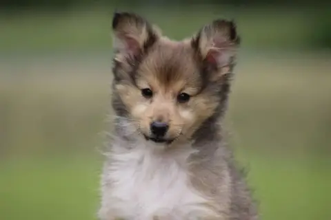 Shetland Sheepdog  Chiot N°4 De L'Angelarde