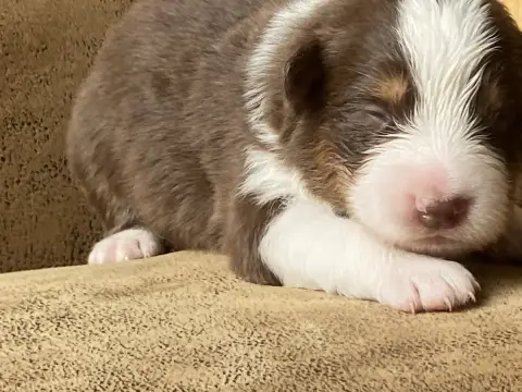 Berger Australien 
                        Chiot N°6  59c35