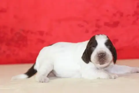English Springer Spaniel  Femelle 3 Des Diamants Vert 725f6
