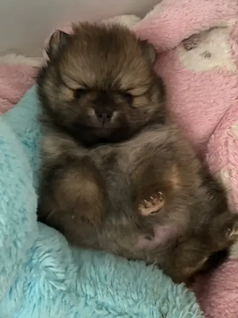 Spitz Allemand  Chiot 1 Du Royaume Des Poilus