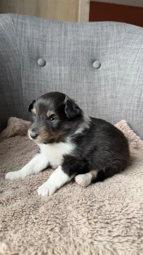 Shetland Sheepdog  Chiot N°1 Du Banc Des Hermelles