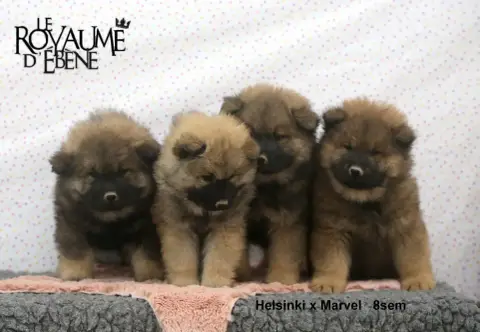 Eurasier  Guava Du Royaume D'Ebène