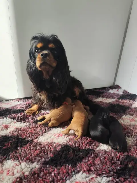 Cavalier King Charles Spaniel  Noir Feu Du Castel Des c5537