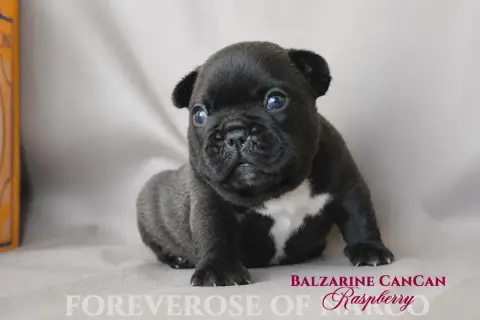 Bouledogue Français  Balzarine Cancan Raspberry Forev aa9b1