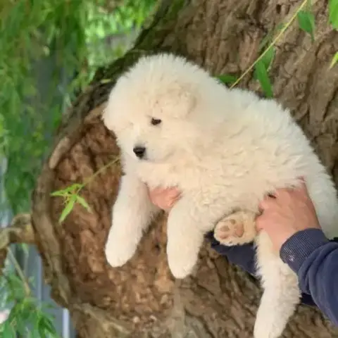 7 Bébés Samoyède Lof