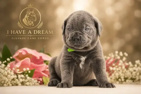 Cane Corso 
                        Collier Vert I Ha 6aab7