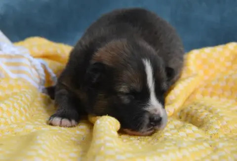 Chien Finnois De Laponie  Chiot N°6 Des Collines De S 906c0