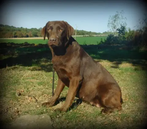 Labrador Retriever  Chiot N°4 Du Moulin De Madjurie aa5fb photo 2