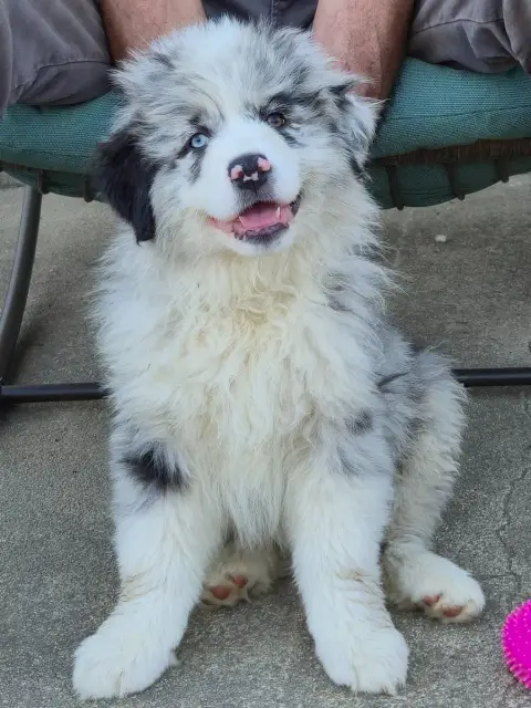 Berger Australien  Chiot N°7 Des Plaines D'Alexoanne b19f4