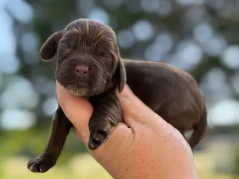 Cocker Spaniel Anglais  Femelle Chocolat Du Clos De L 5d5d0