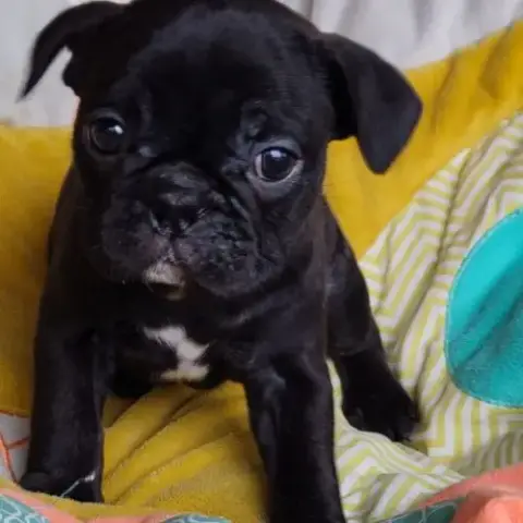 Chiots Frenchie Pug (Bouledogue Français X Carlin)