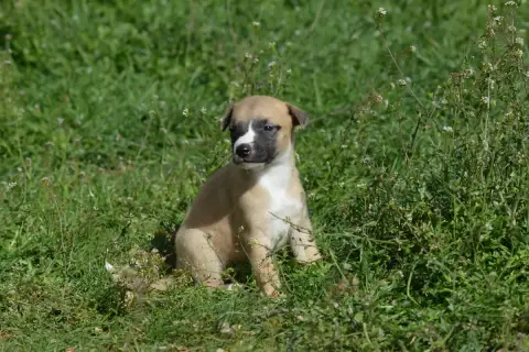 Whippet  Chiot 5 Du Haras Eclair Horside'Whip photo 3