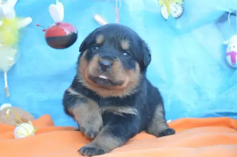 Rottweiler  Collier Bleu Foncé Des Gardiens De Feu