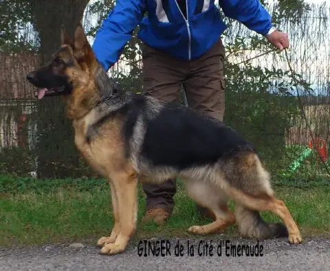 Berger Allemand  Bandit Von Die Weisen Lander photo 3