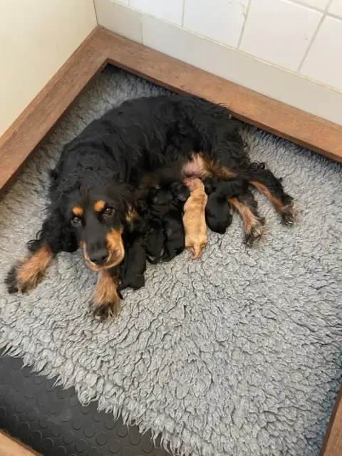Cocker Spaniel Anglais 
                        B,,, photo 2