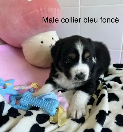 Berger Australien  Chiot N°5