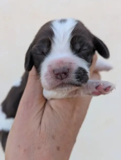 Cocker Spaniel Anglais  Chiot 4 Des Pitchoucas De Lac ae719