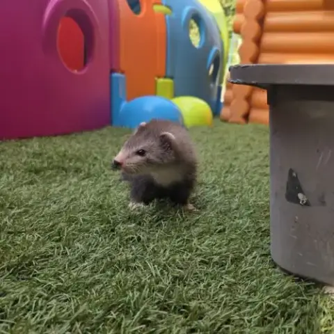 Furet Pret