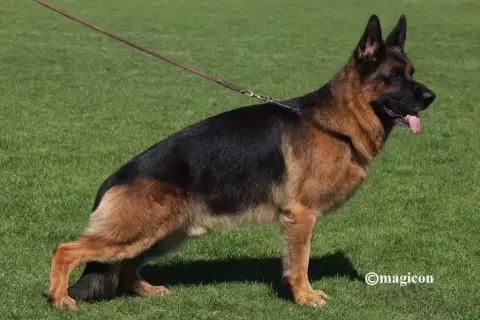 Berger Allemand  Balto Du Fort De Plappeville photo 3