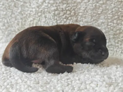 Staffordshire Bull Terrier  Chiot N°4 Des Ecrins Du G d61bc