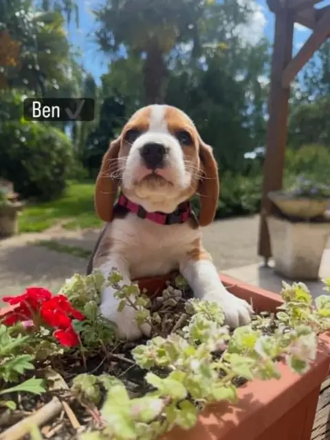 Beagle  Ben De La Vignelais