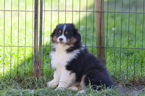 Berger Américain Miniature  Chiot 2 Des Landettes De  39834