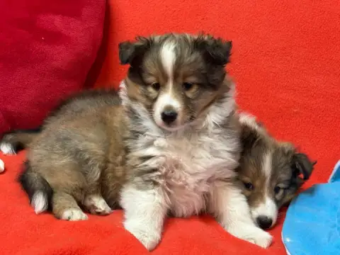 Shetland Sheepdog  Biscotte Blonde Du Cèdre Enchanté 18771 photo 3