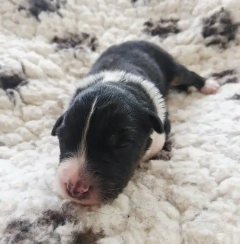 Berger Australien  Chiot 5 Des Regards Brulants photo 2