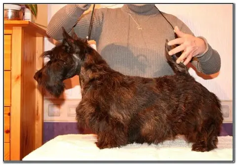 Scottish Terrier  Bruce "Bleu" Du Clan Des Petits Col 8d477 photo 3