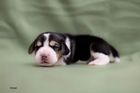 Beagle  Collier Violet Du Domaine D'Amandine photo 2