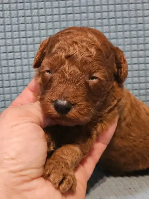 Caniche  Chiot N°1 De L'Angelarde