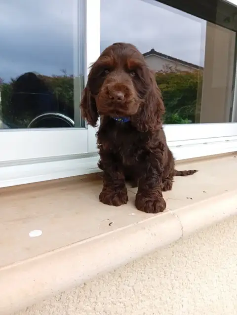 Cocker Spaniel Anglais  Bill Chocolat Et Feu Des Quat 67310 photo 3