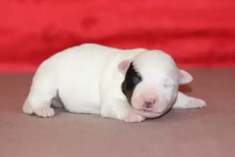 Jack Russell Terrier photo 2
