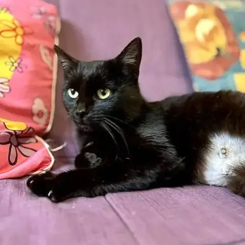 Aline- Adoption En Cours