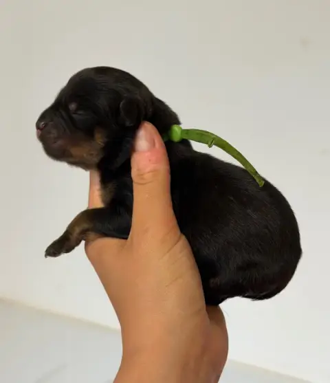 Rottweiler