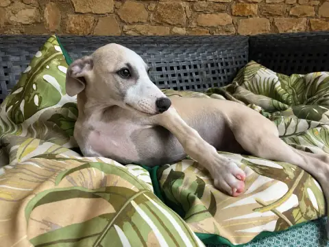 Whippet 
                        Balian Du Frison Imp f8784