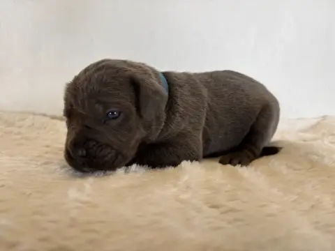 Cane Corso  Collier Bleu Arvernmolosse