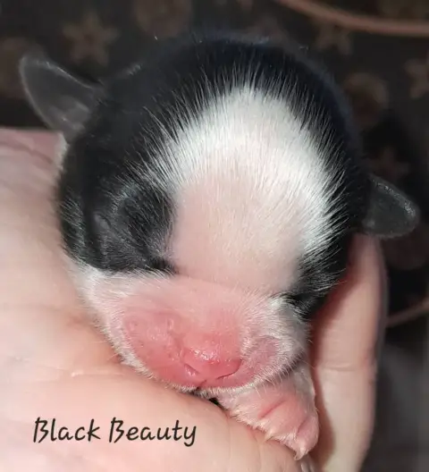 Shih Tzu  Black Beauty Soclemax photo 2
