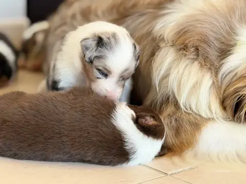 Berger Australien  Chiot 4 Au Royaume Des Jolies Perl 11cff photo 2
