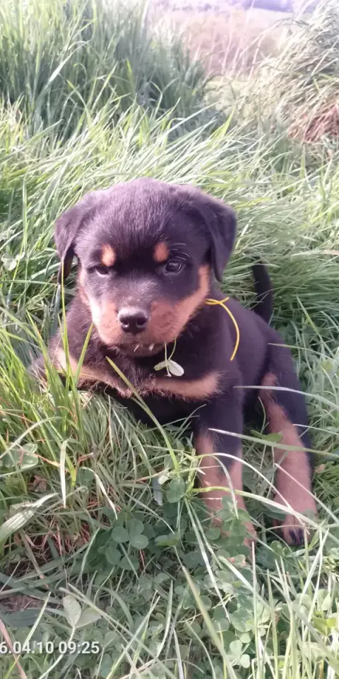 Rottweiler  Collier Or Des Gardiens De Malorius