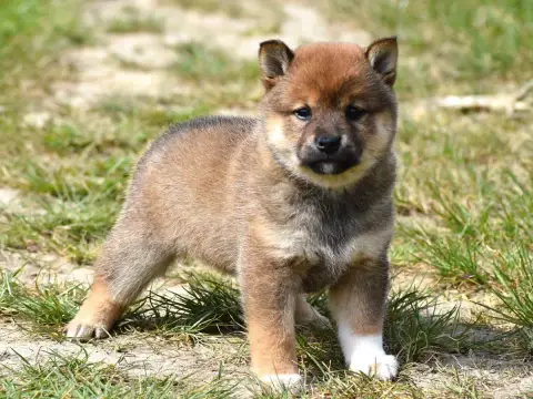 Shiba