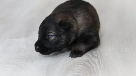 Berger Allemand  Chiot N°3 Au Royaume D'Une Nuit Etoi 2d1dd photo 3